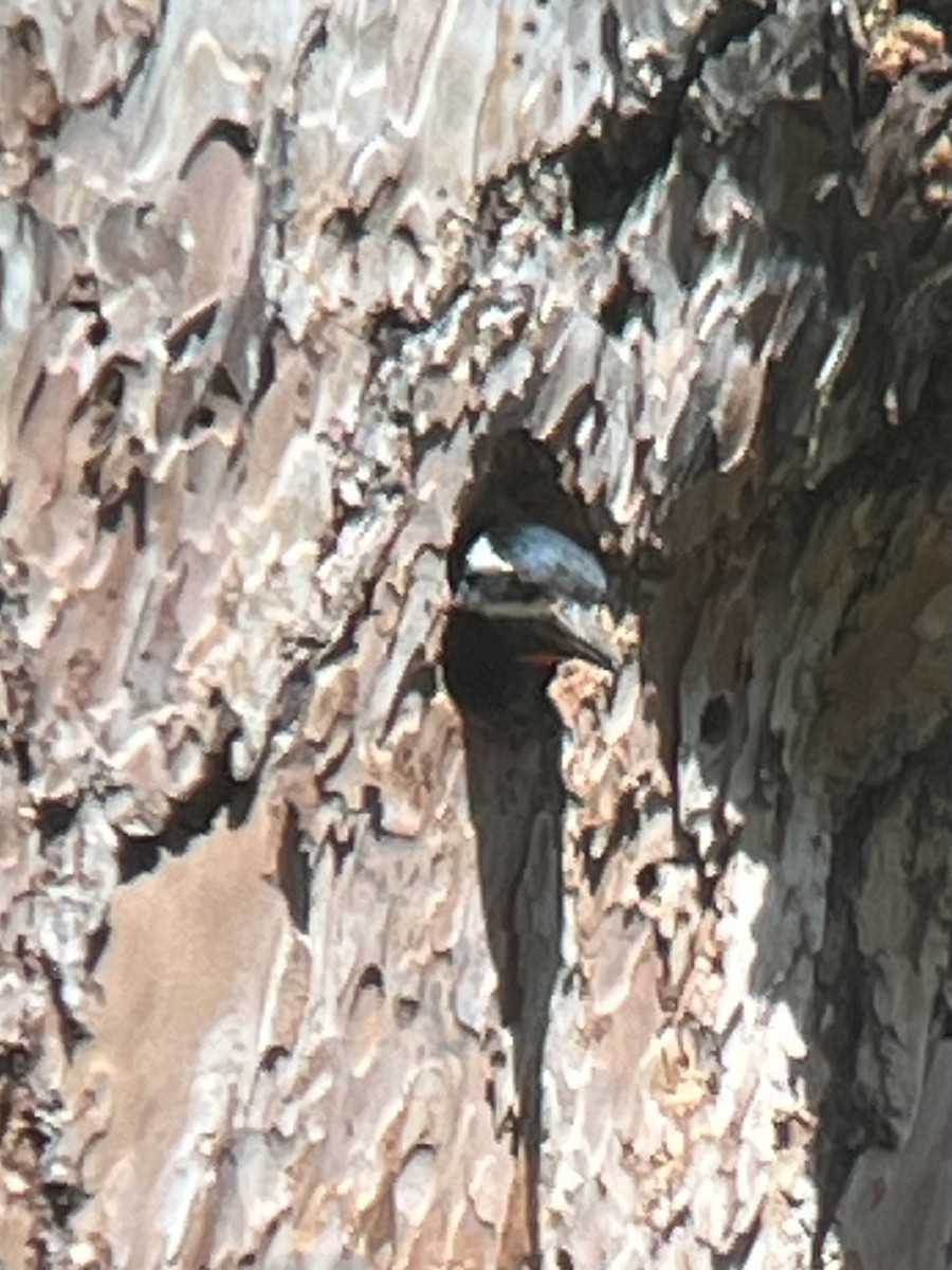 Williamson's Sapsucker - ML582338491