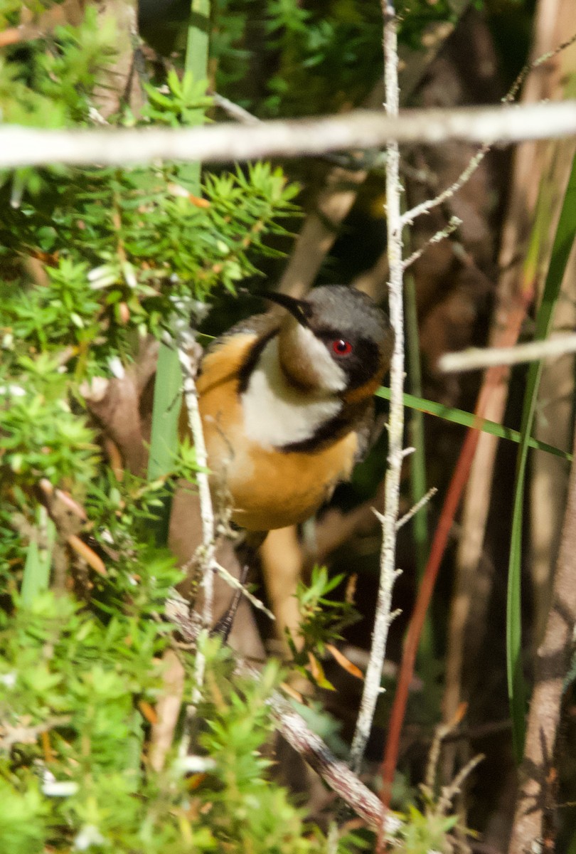 Eastern Spinebill - ML582340721