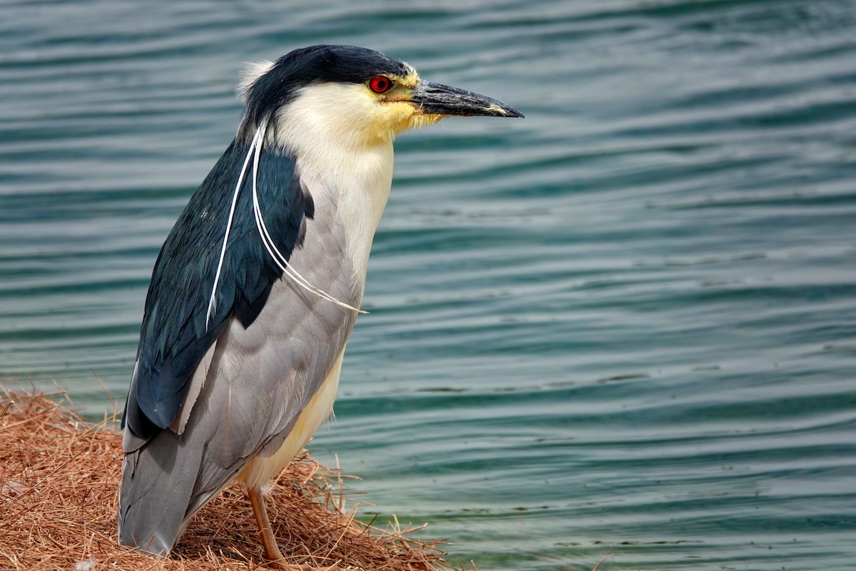 Black-crowned Night Heron - Eric Smith Jr.