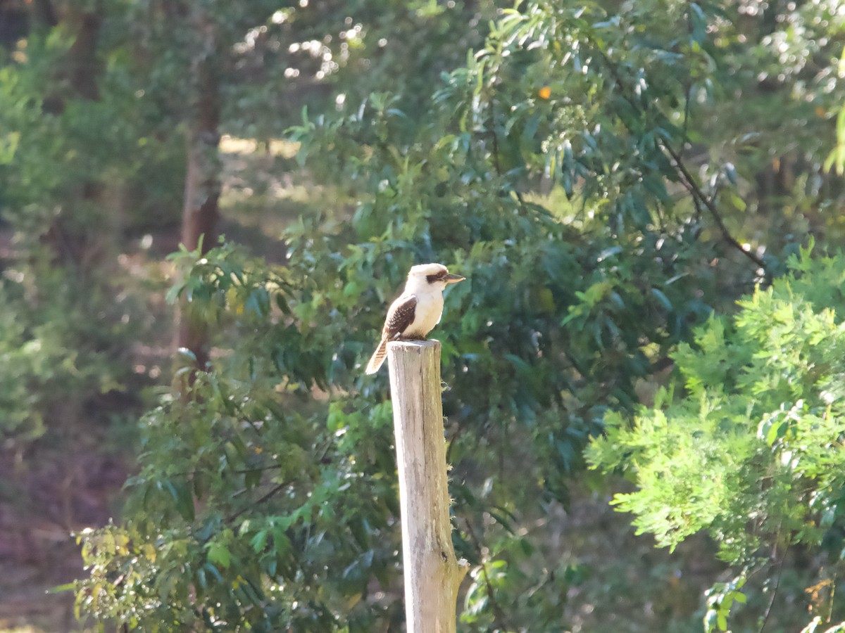 Laughing Kookaburra - ML582340901