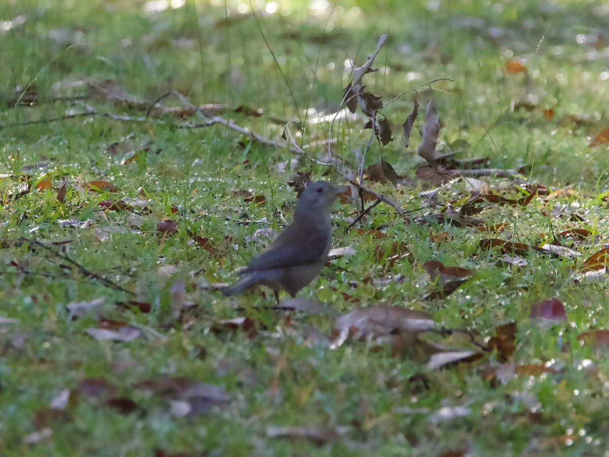 Gray Shrikethrush - ML582341071