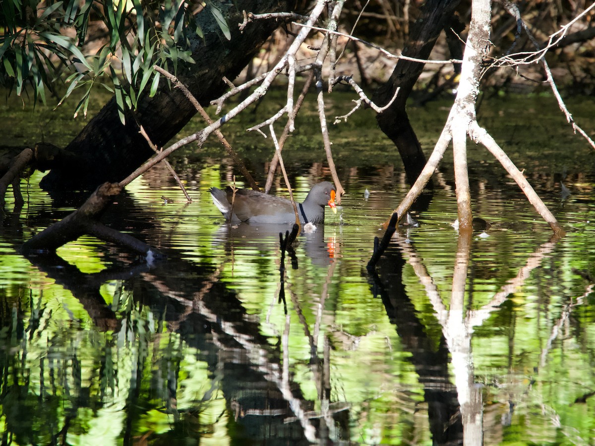 Dusky Moorhen - ML582341481