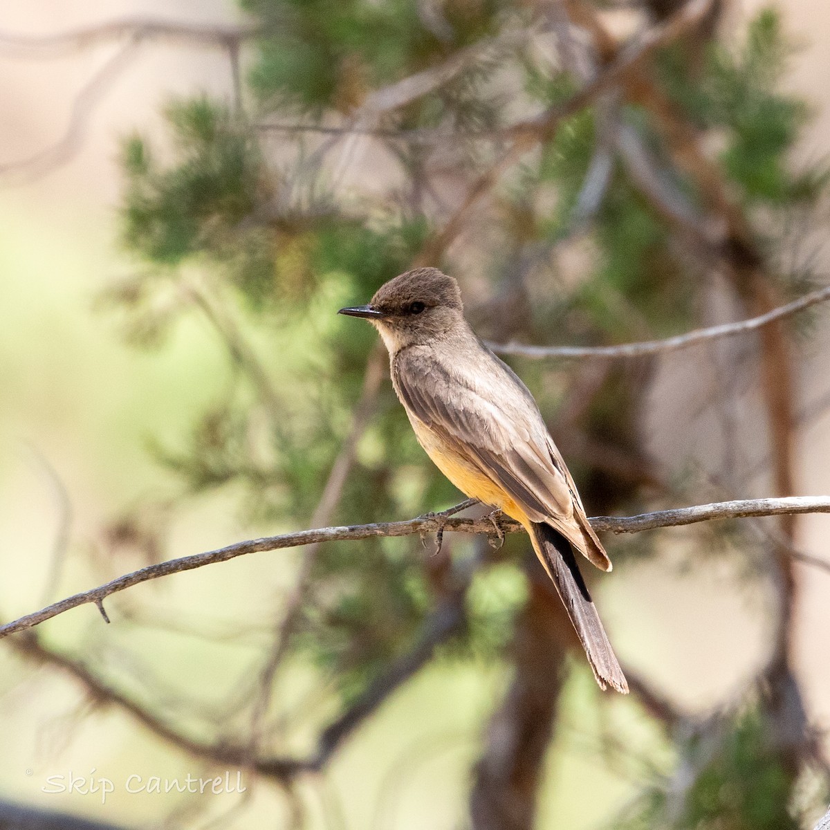 Say's Phoebe - Skip Cantrell