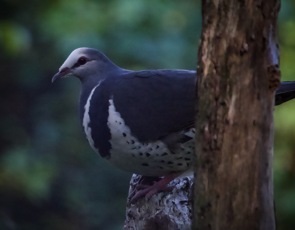 Wonga Pigeon - ML582341961