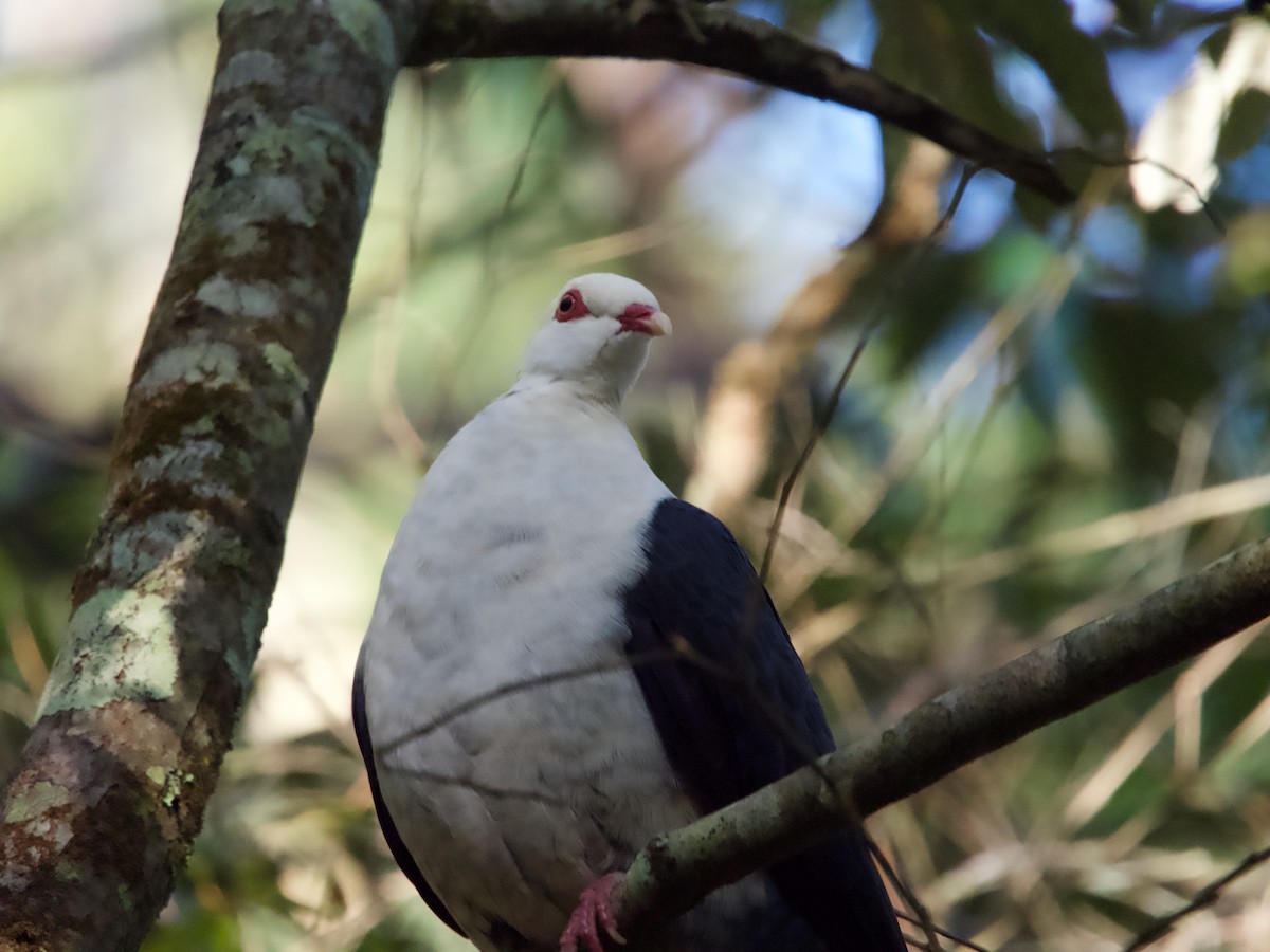 White-headed Pigeon - ML582342061