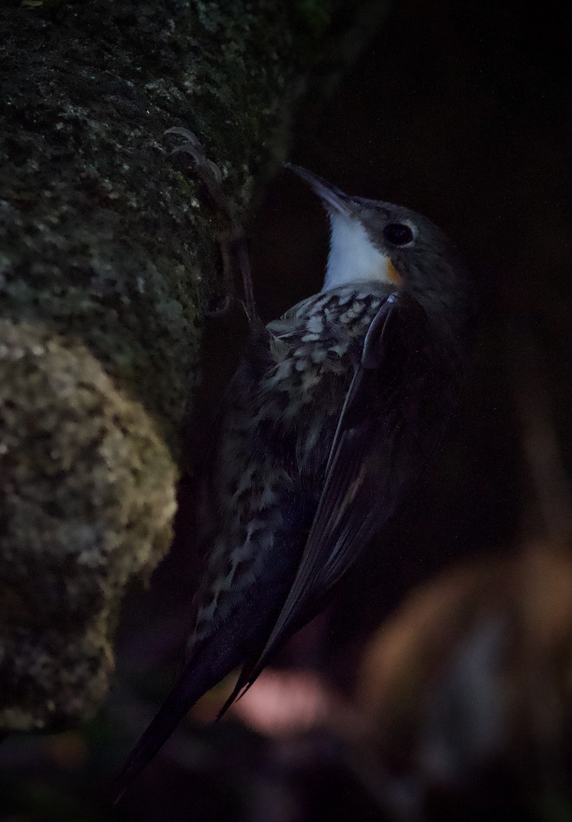 White-throated Treecreeper - Yvonne van Netten