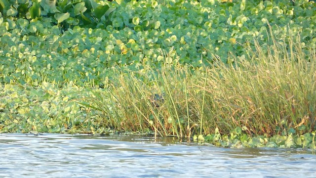 Purple Gallinule - ML582342331