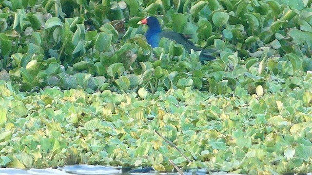 Purple Gallinule - ML582342351