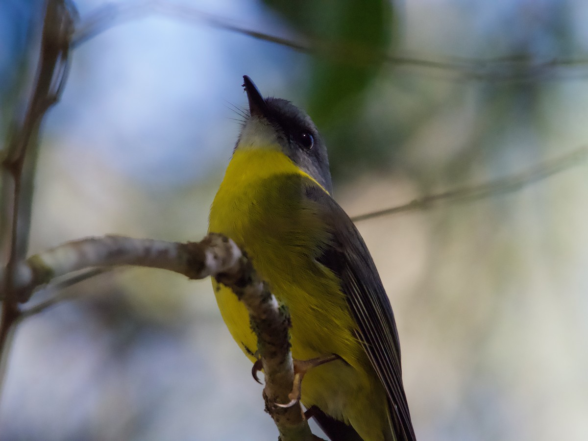 Eastern Yellow Robin - ML582342391