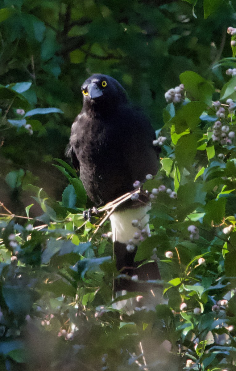 Pied Currawong - ML582342451