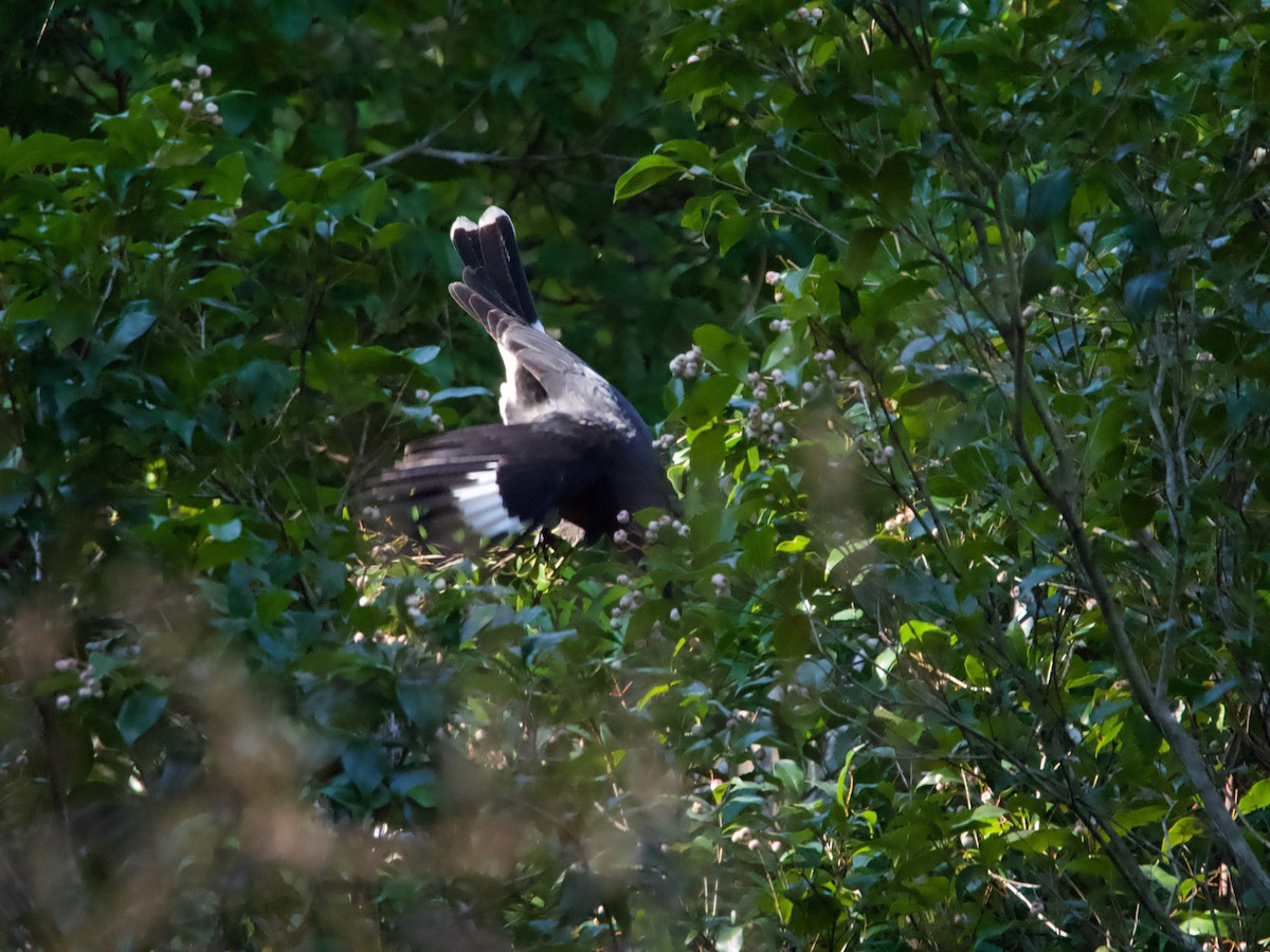 Pied Currawong - ML582342461