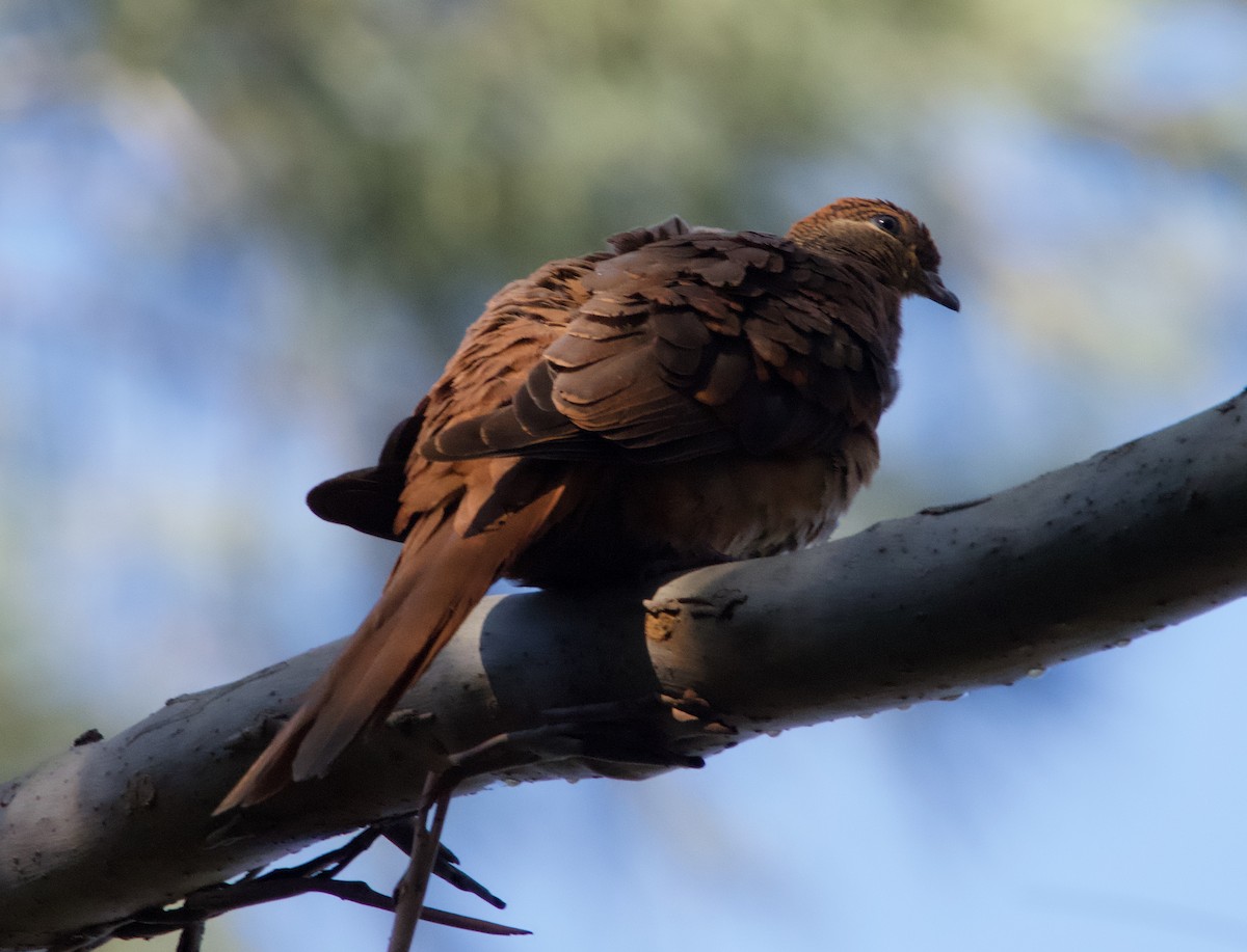 Brown Cuckoo-Dove - ML582342531