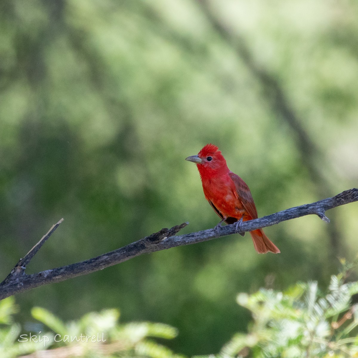 Summer Tanager - ML582342721