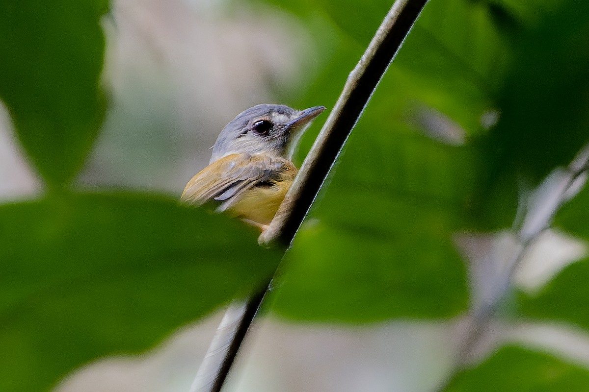 White-crested Spadebill - ML582342741