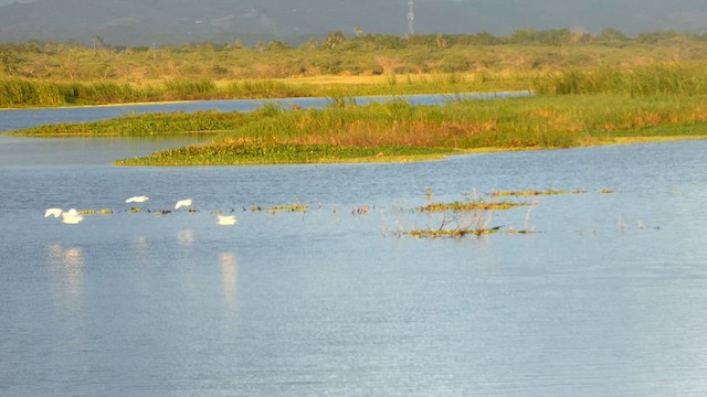 Western Cattle Egret - ML582343071