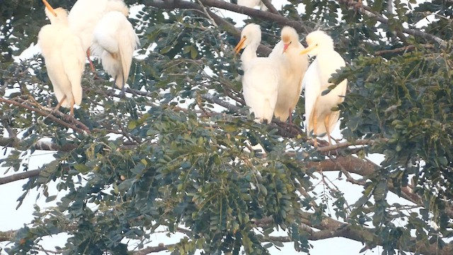 Western Cattle Egret - ML582343201