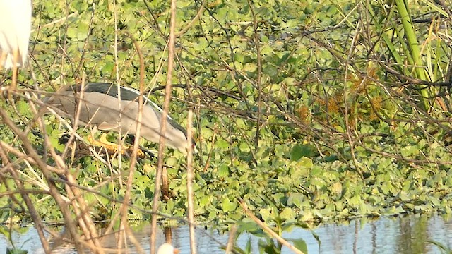 Black-crowned Night Heron - ML582343331