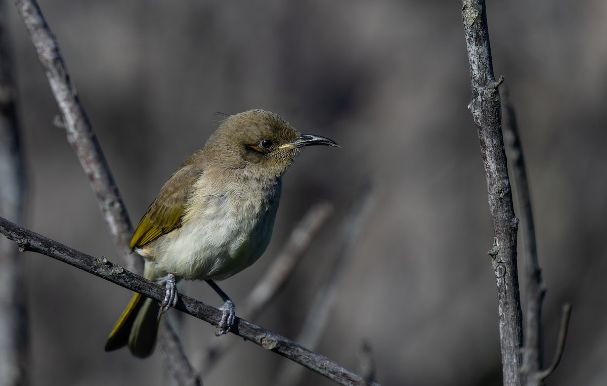 Brown Honeyeater - Geoff Dennis