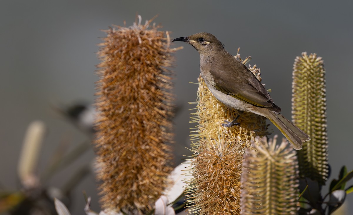 Brown Honeyeater - Geoff Dennis