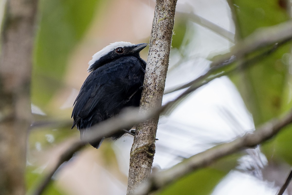 White-crowned Manakin - Guillermo  Saborío Vega