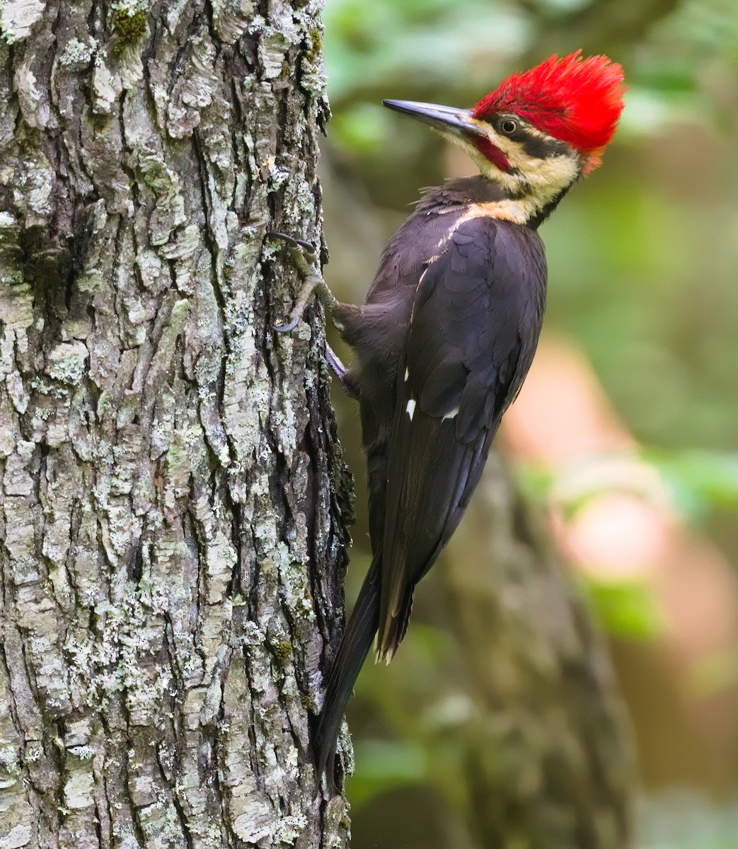 Pileated Woodpecker - ML582344571