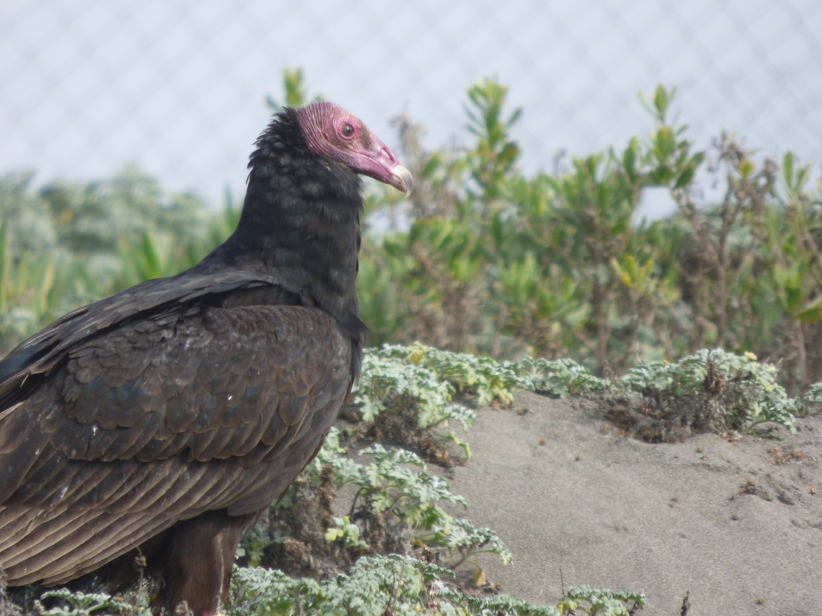 Turkey Vulture - Antonieta Gonzalez Soto
