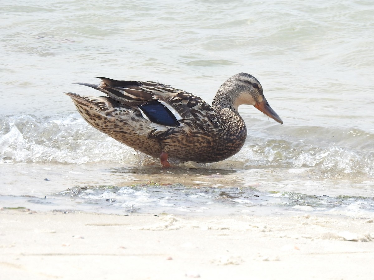 Mallard - Dennis S Main