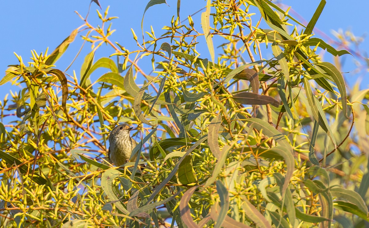 Brown Thornbill - ML582345181