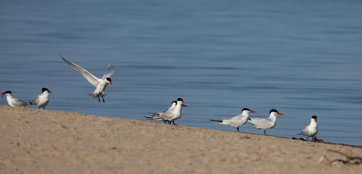 Caspian Tern - ML582345961