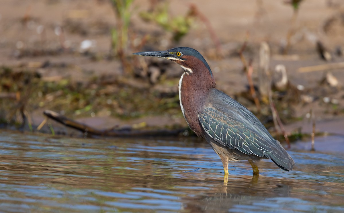 Green Heron - Jay McGowan