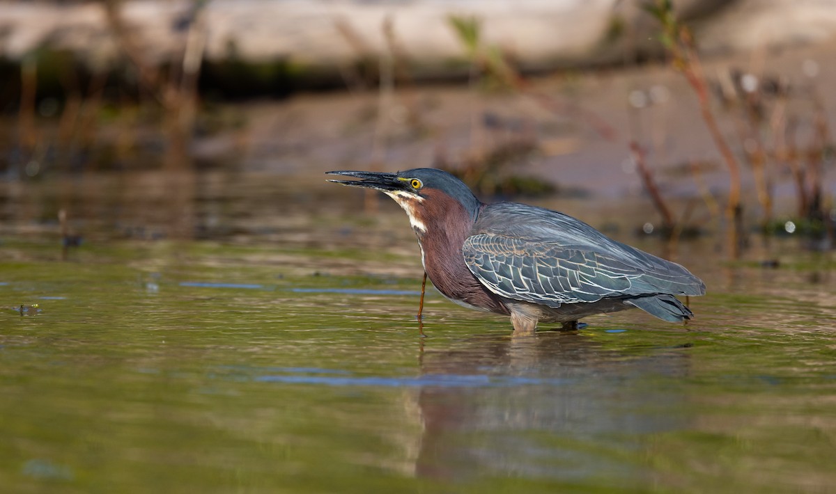 Green Heron - ML582346251