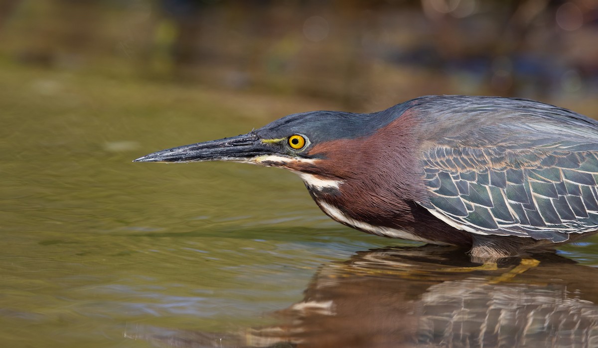 Green Heron - ML582346341