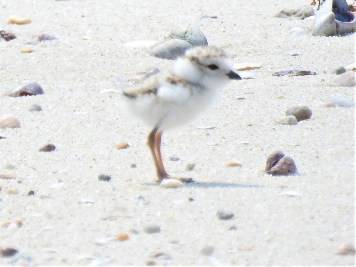 Piping Plover - Dennis S Main