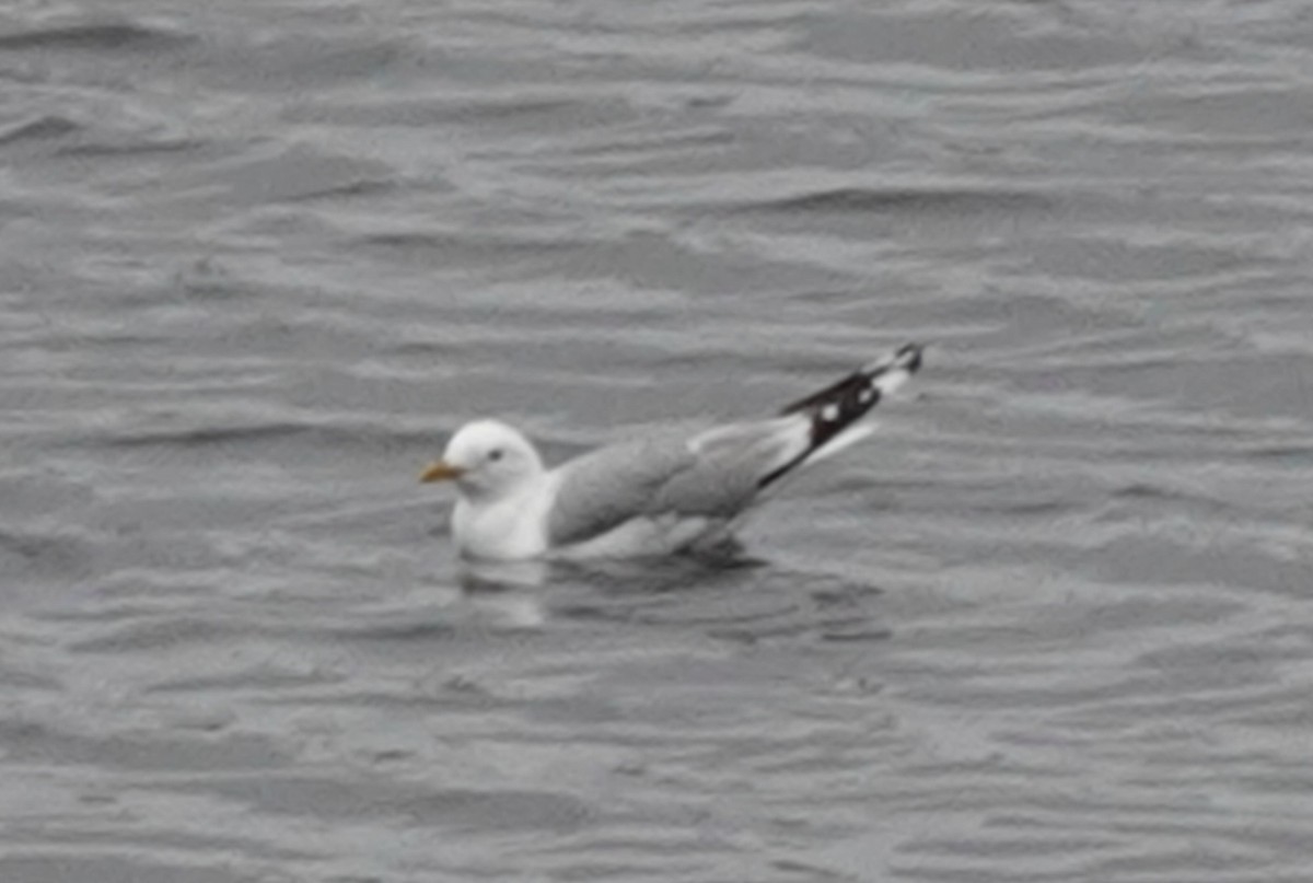 Common Gull - ML582346741