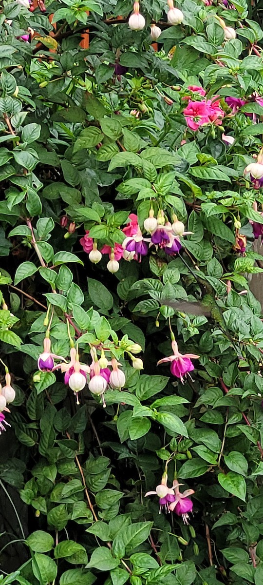 Sword-billed Hummingbird - ML582347011
