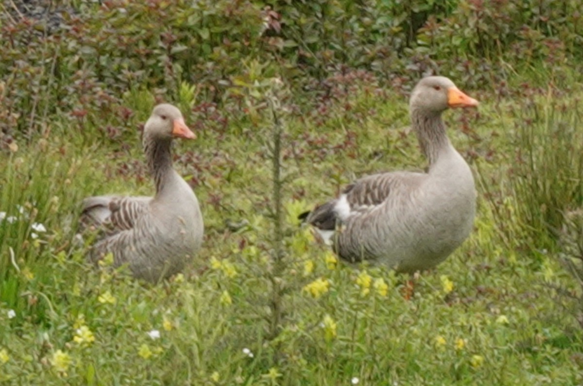 Graylag Goose - ML582348781