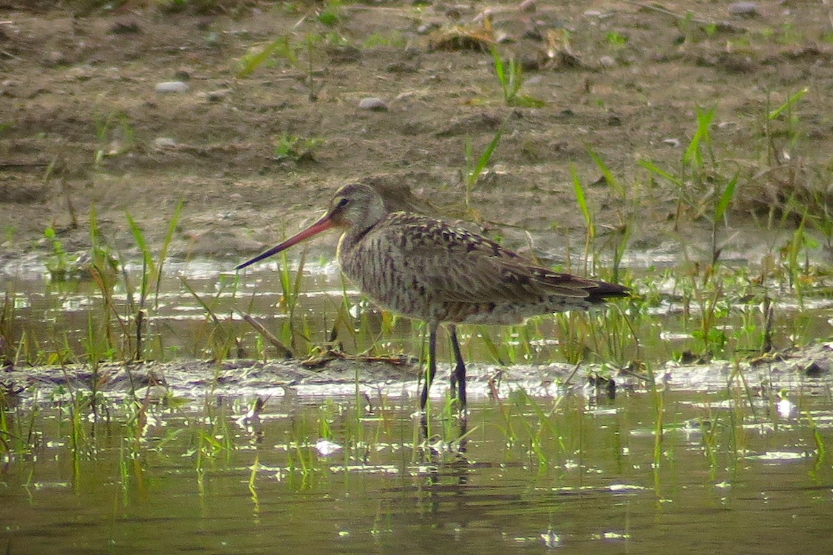Hudsonian Godwit - Yves Darveau