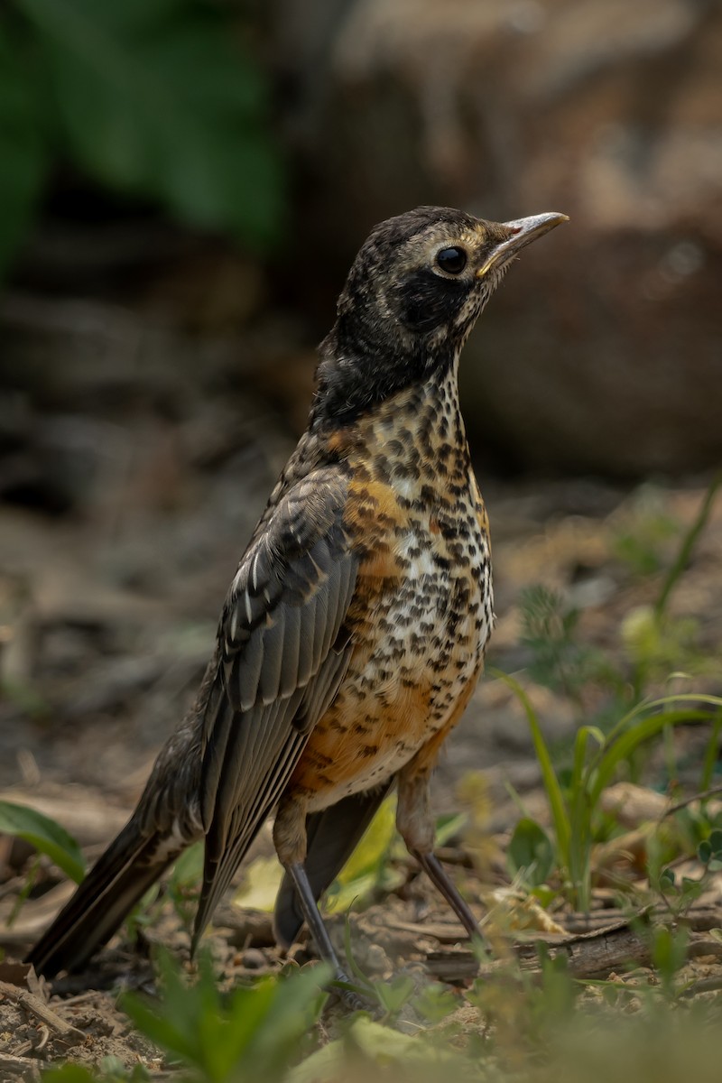 American Robin - ML582349391