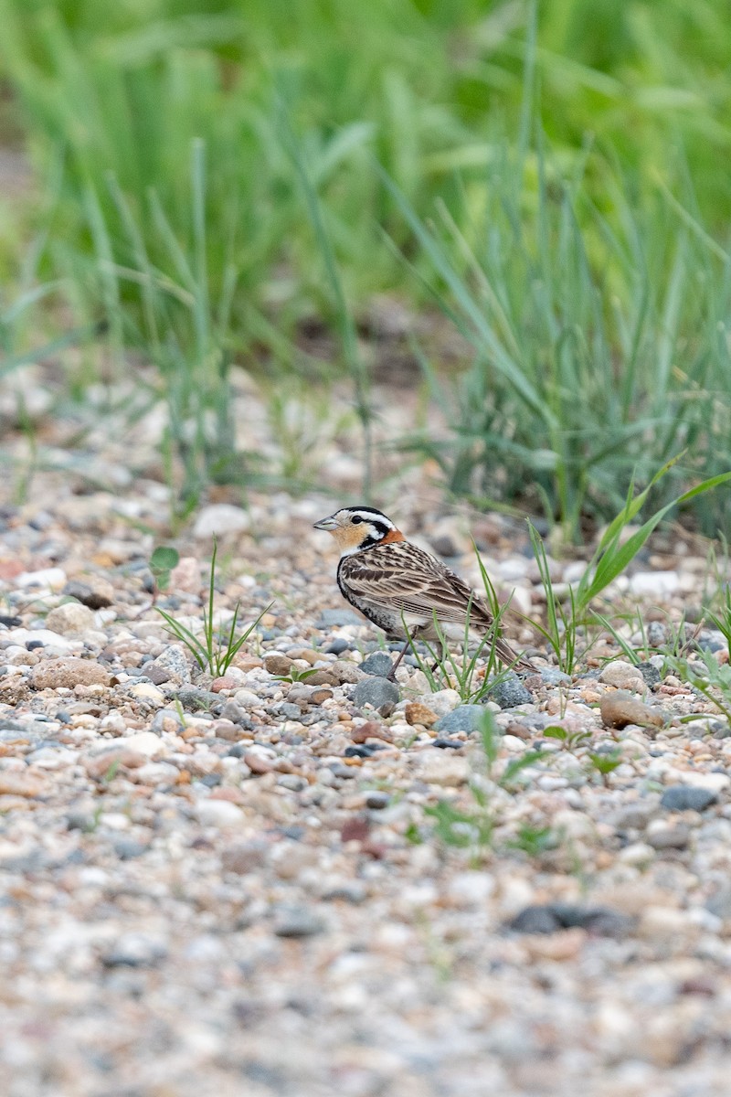 Chestnut-collared Longspur - Suzy Deese