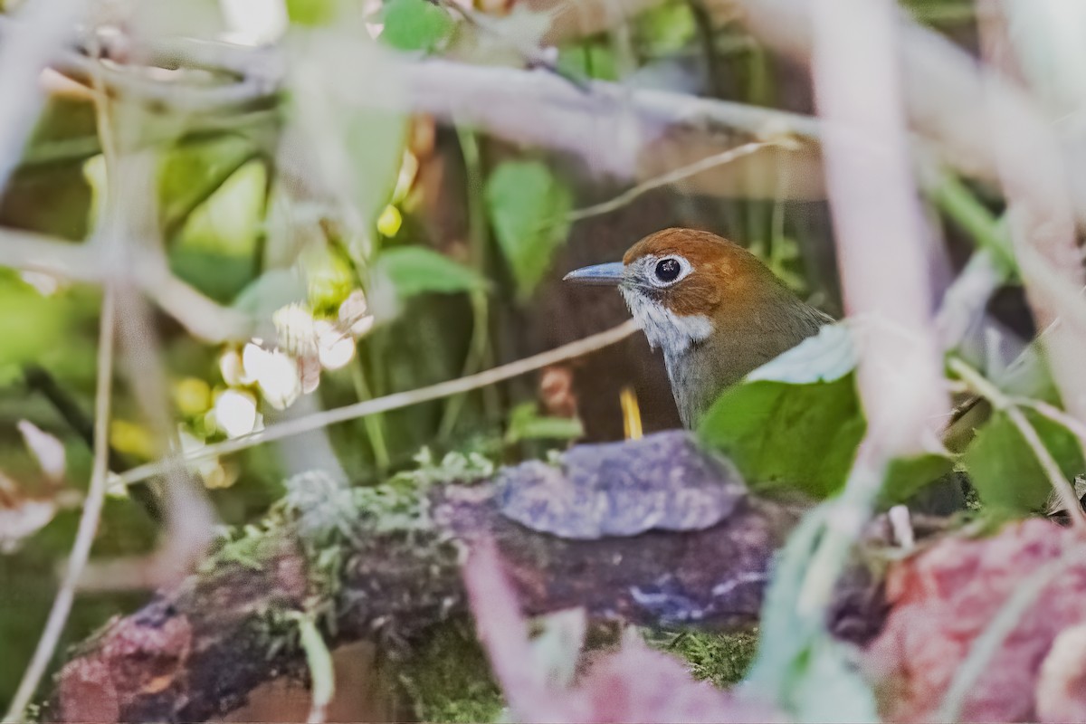 White-throated Antpitta - ML582350821