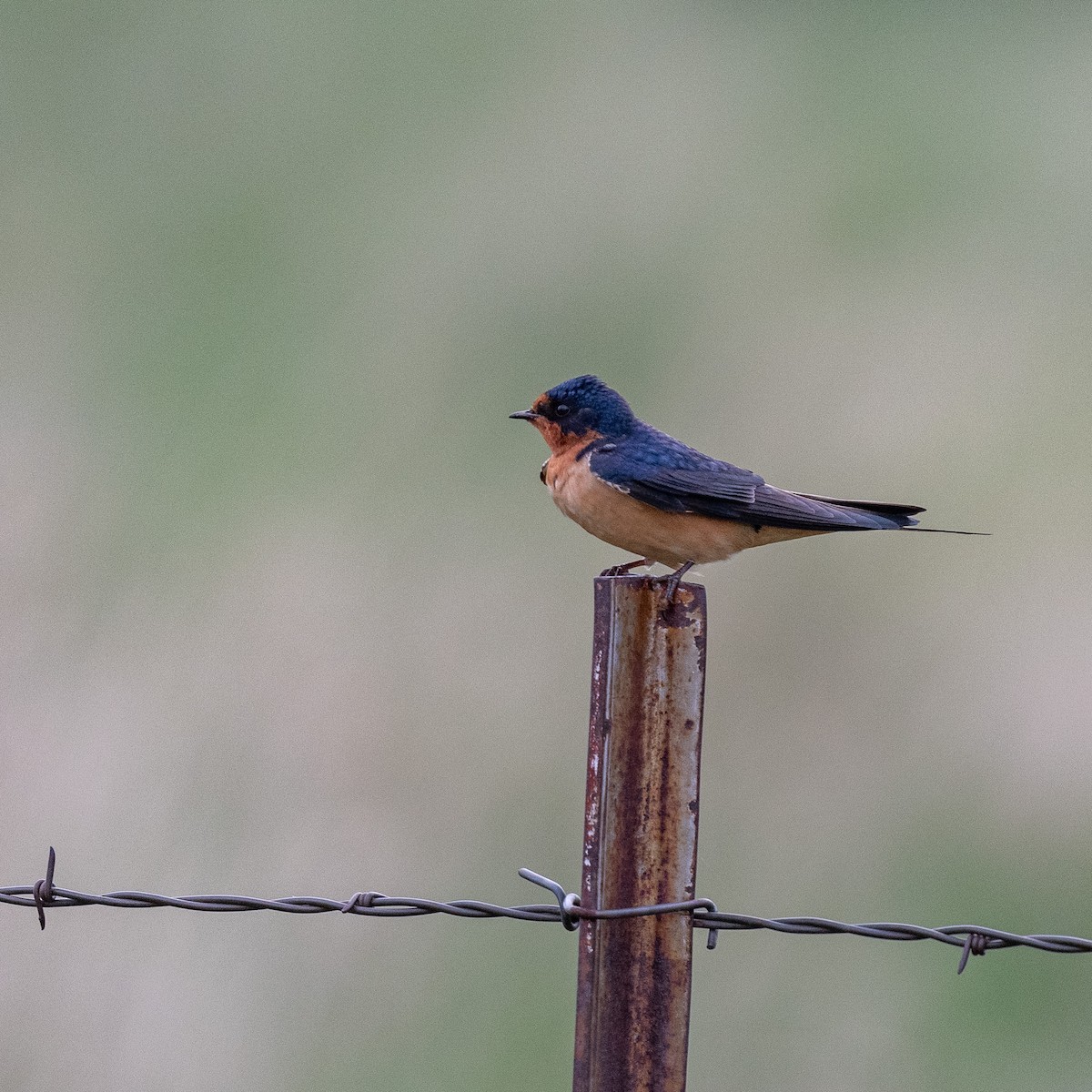 Barn Swallow - Suzy Deese