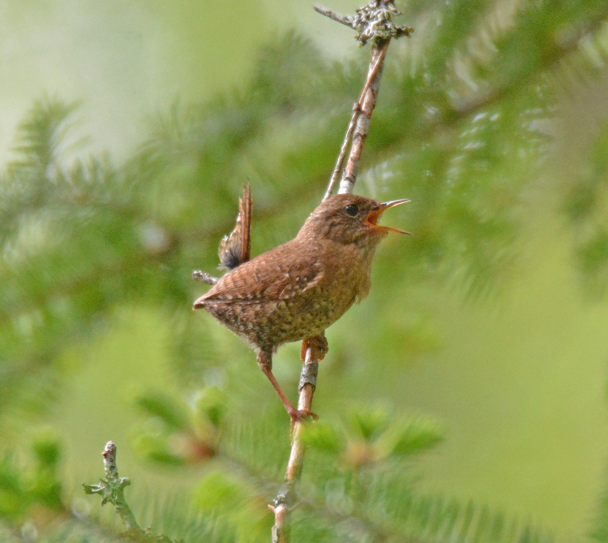 Winter Wren - ML582351331