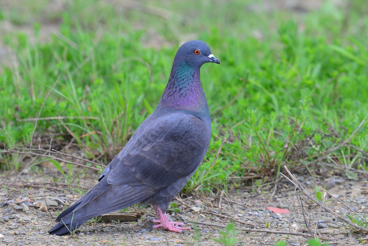 Rock Pigeon (Feral Pigeon) - ML58235251