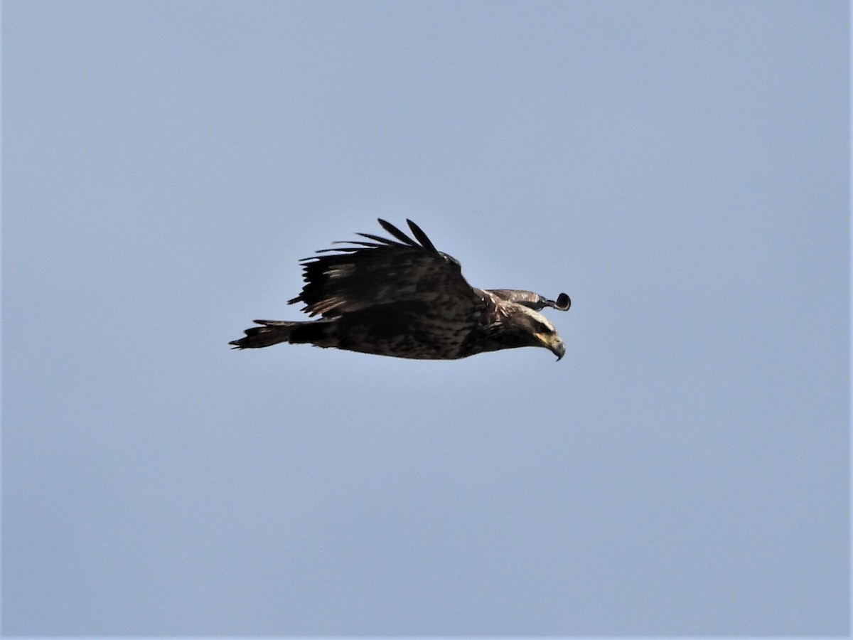 Bald Eagle - ML582353171