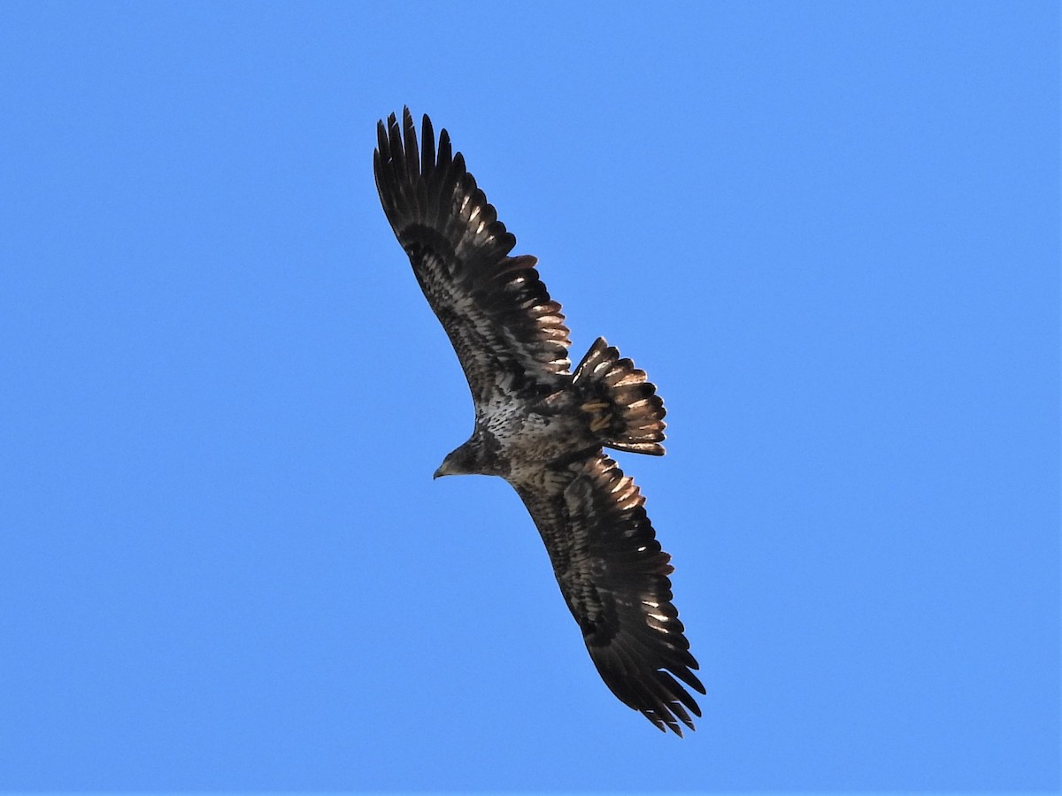 Bald Eagle - ML582353221