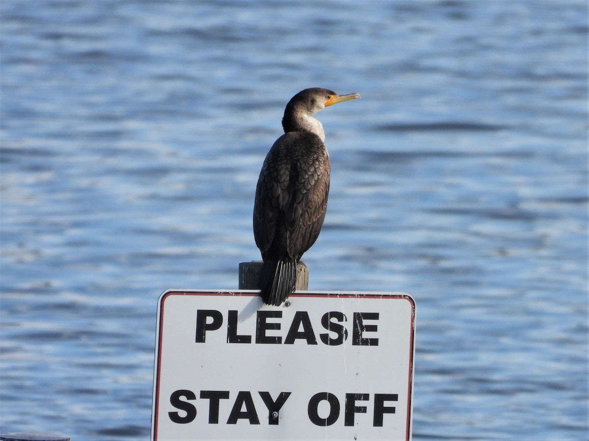 Double-crested Cormorant - ML582353271