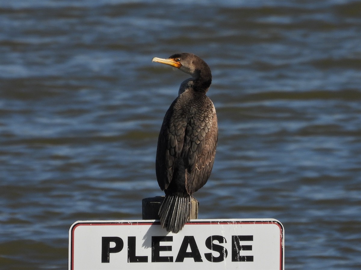 Double-crested Cormorant - ML582353361