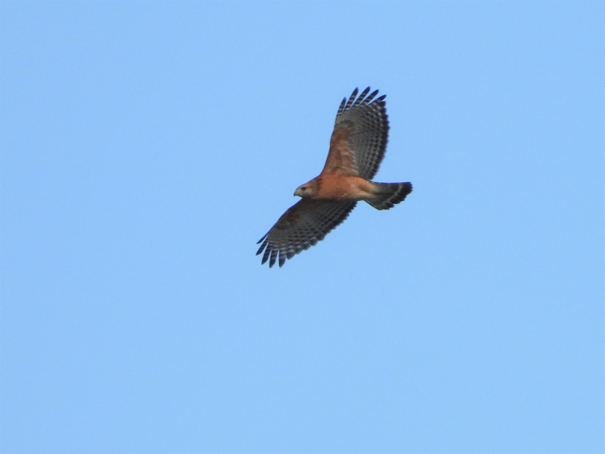 Red-shouldered Hawk - ML582353441