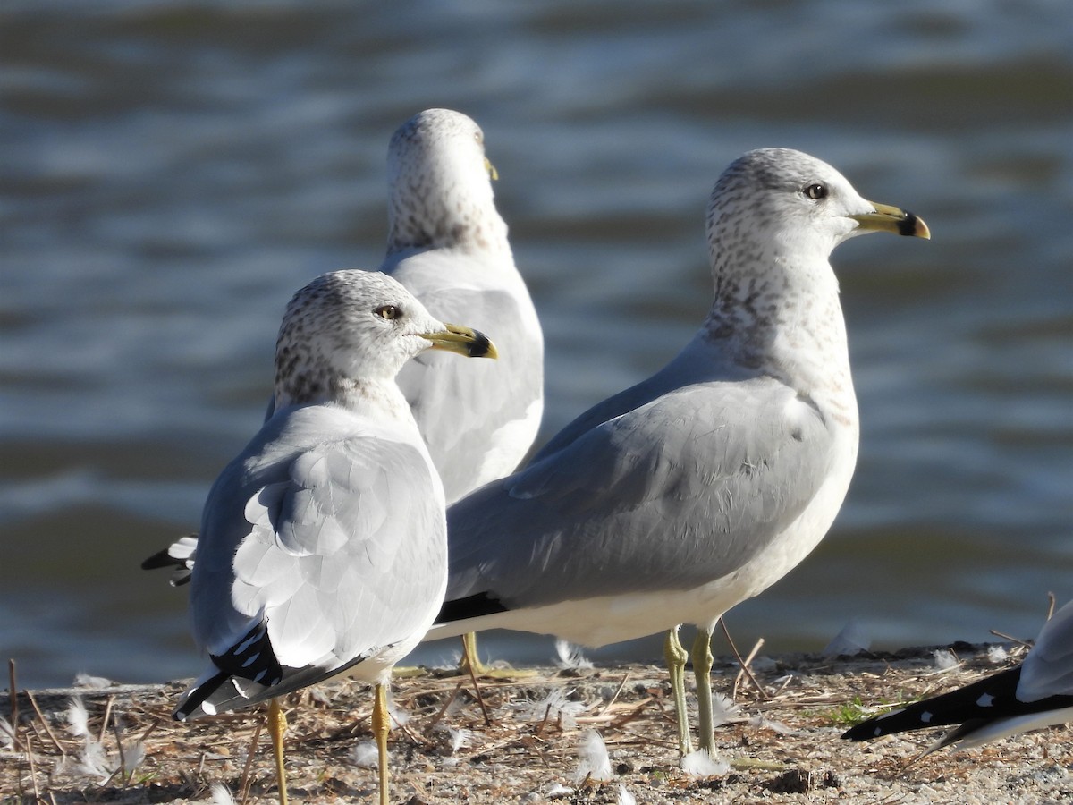 Ring-billed Gull - ML582353531