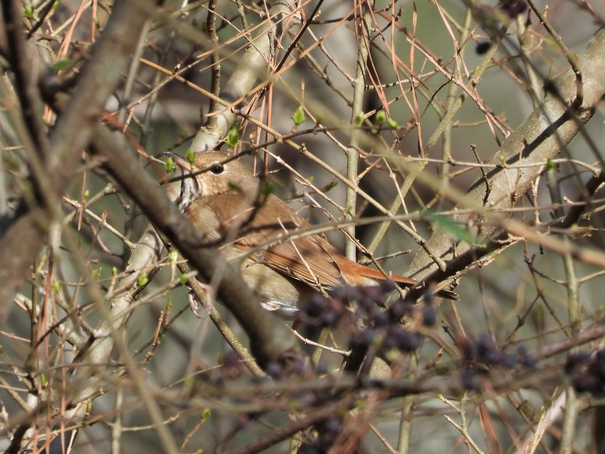 Hermit Thrush - ML582353651